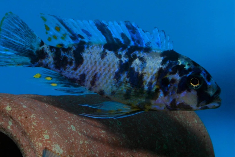 Maylandia fainzilberi 'Nsele'